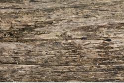 Photo Textures of Wood